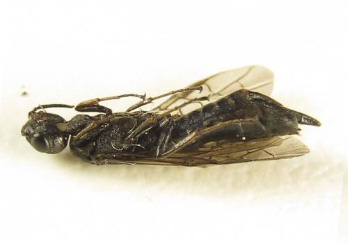 Xiphydria betulae