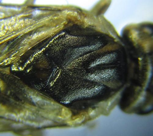 Réf. 260 425 : Euura trautmanni