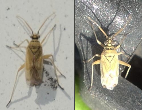 Hoplomachus flavopilosus
