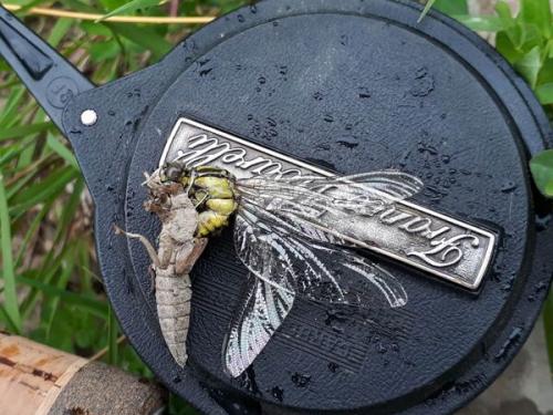 Gomphus vulgatissimus