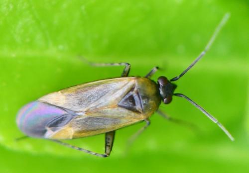Plagiognathus arbustorum