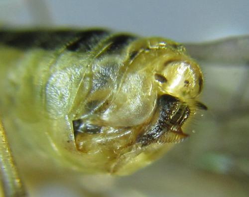 Réf. 260 428 : Euura trautmanni