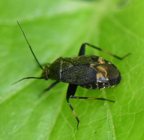 Polymerus nigrita
