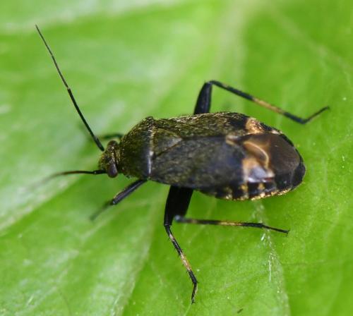 Polymerus nigrita