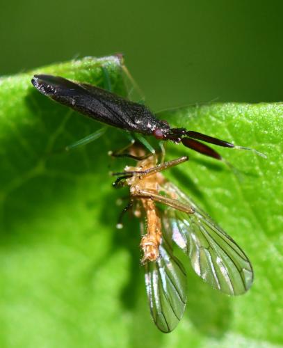 Heterotoma planicornis
