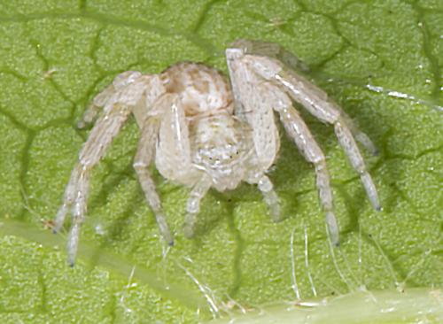 Réf. 260 559 : Philodromus dispar