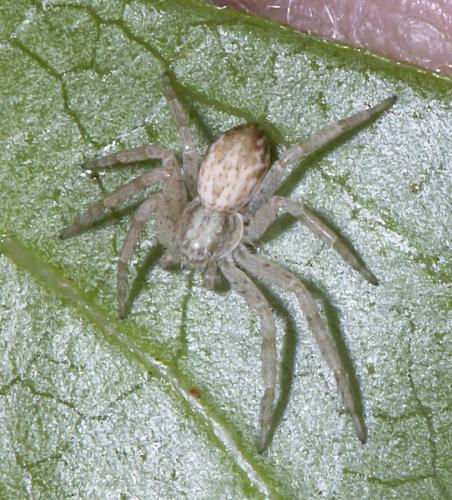 Philodromus dispar