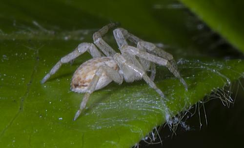 Philodromus dispar