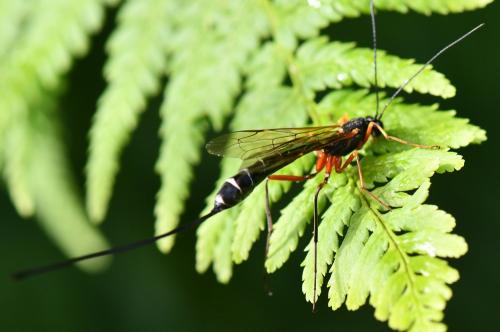 Rhyssella obliterata