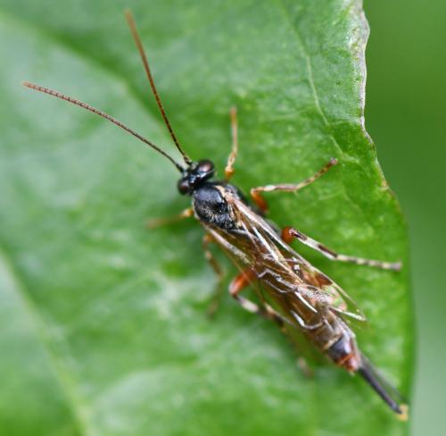 Réf. 260 635 : Itoplectis maculator