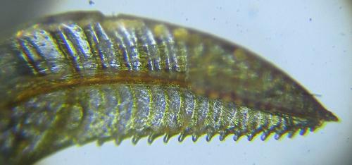 Euura trautmanni