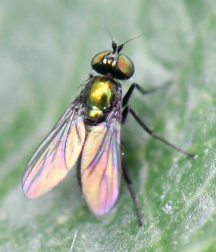 Réf. 260 818 : Chrysotus sp.