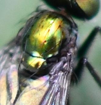 Chrysotus sp.