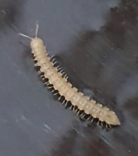 Oxidus gracilis