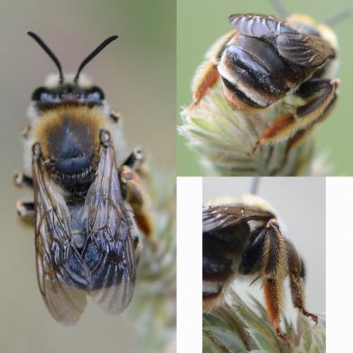 Eucera longicornis