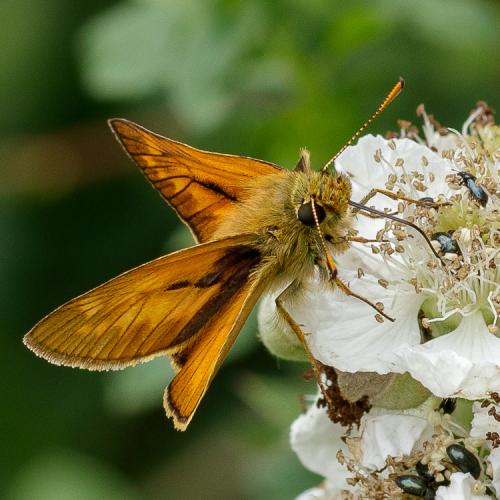 Ochlodes sylvanus