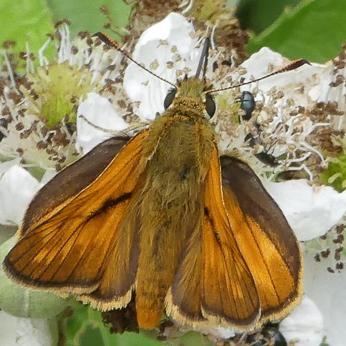 Réf. 260 413 : Ochlodes sylvanus