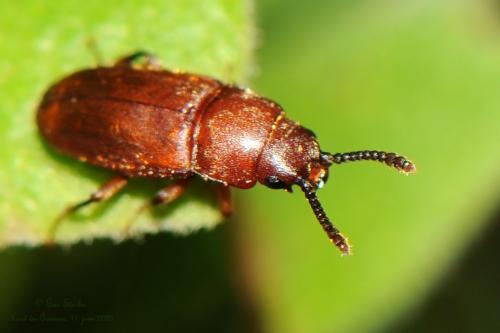 Antherophagus sp.