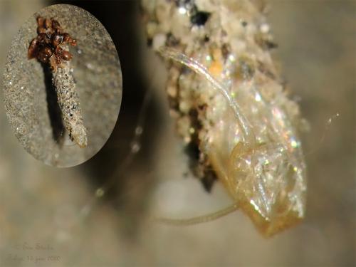 Eumasia parietariella