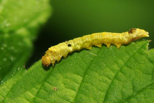 Réf. 260 714 : Thyatira batis