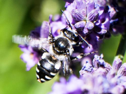 Réf. 260 885 : Ammobatoides scriptus