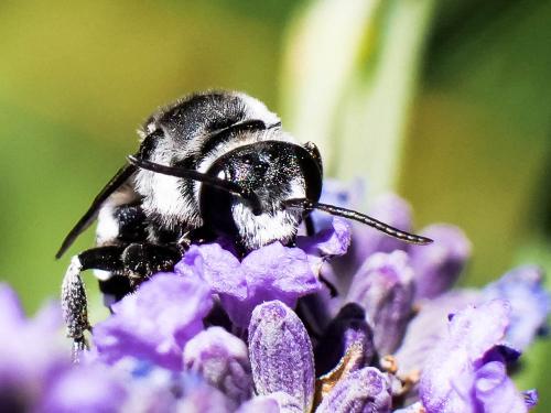 Réf. 260 886 : Ammobatoides scriptus