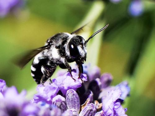 Réf. 260 887 : Ammobatoides scriptus