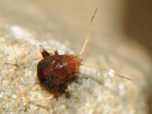 Réf. 260 856 : Criocoris crassicornis