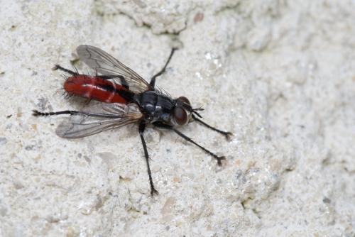 Réf. 260 998 : Cylindromyia bicolor