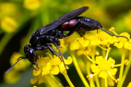 Réf. 260 287 : Entomobora sp.