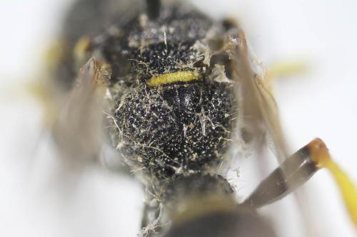 Cerceris rybyensis
