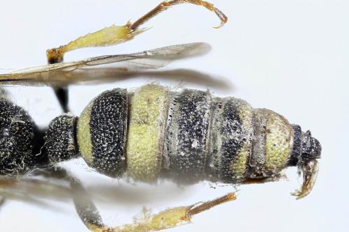 Cerceris rybyensis