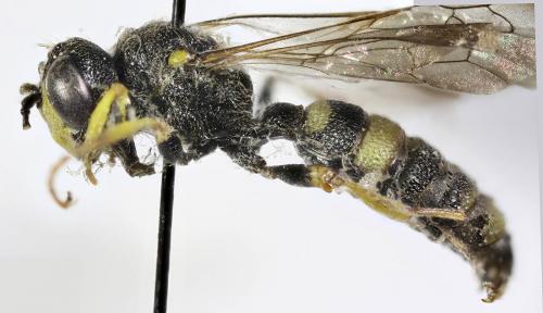Cerceris rybyensis