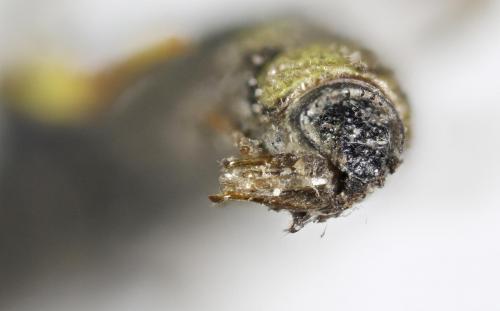Cerceris rybyensis