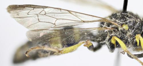 Cerceris rybyensis