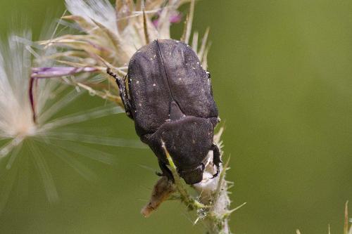 Réf. 260 219 : Netocia oblonga