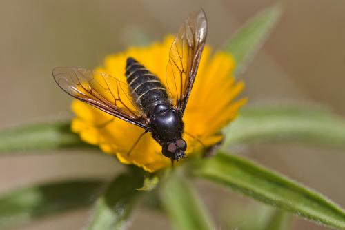 Lomatia sp.