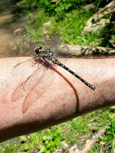 Réf. 260 140 : Tanypteryx pryeri