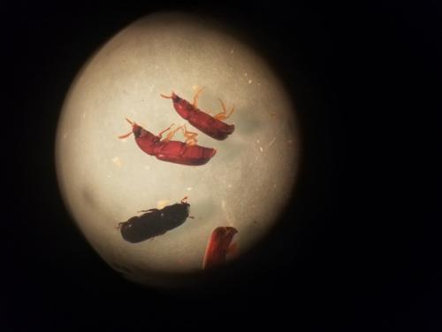 Corticeus sp.