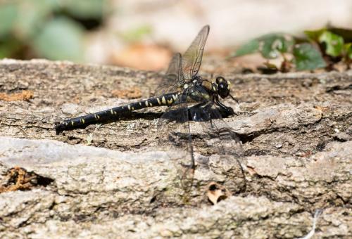 Réf. 260 138 : Tanypteryx pryeri