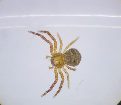 Xysticus sp.