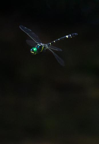 Macromia amphigena
