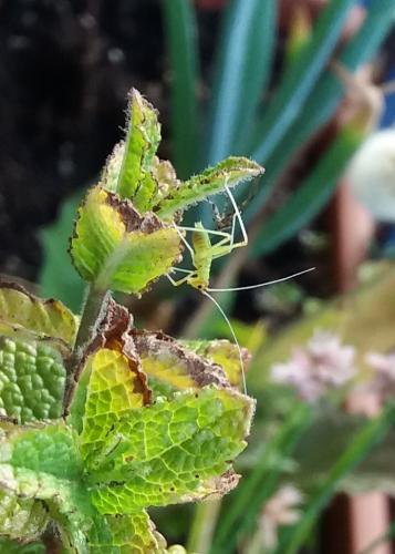 Réf. 260 490 : Phaneroptera sp.