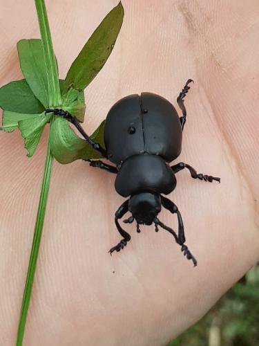 Timarcha tenebricosa