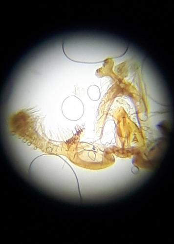 Réf. 260 693 : Endothenia marginana