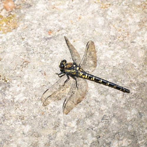 Réf. 260 654 : Tanypteryx pryeri