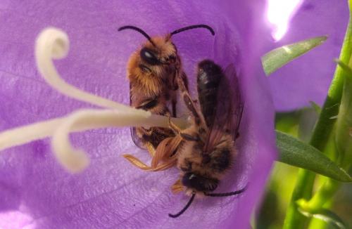 Melitta haemorrhoidalis
