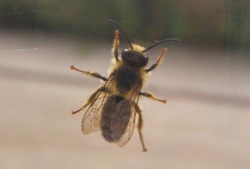 Melitta haemorrhoidalis