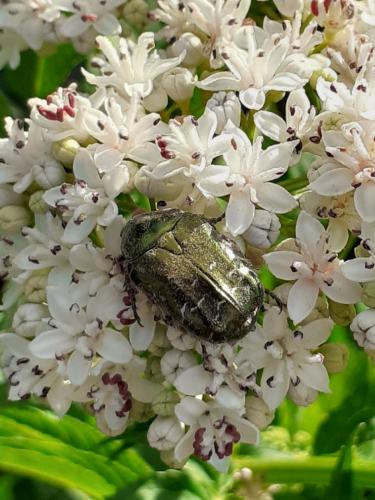 Réf. 260 876 : Cetonia aurata