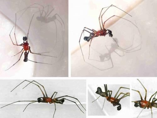 Neriene sp.